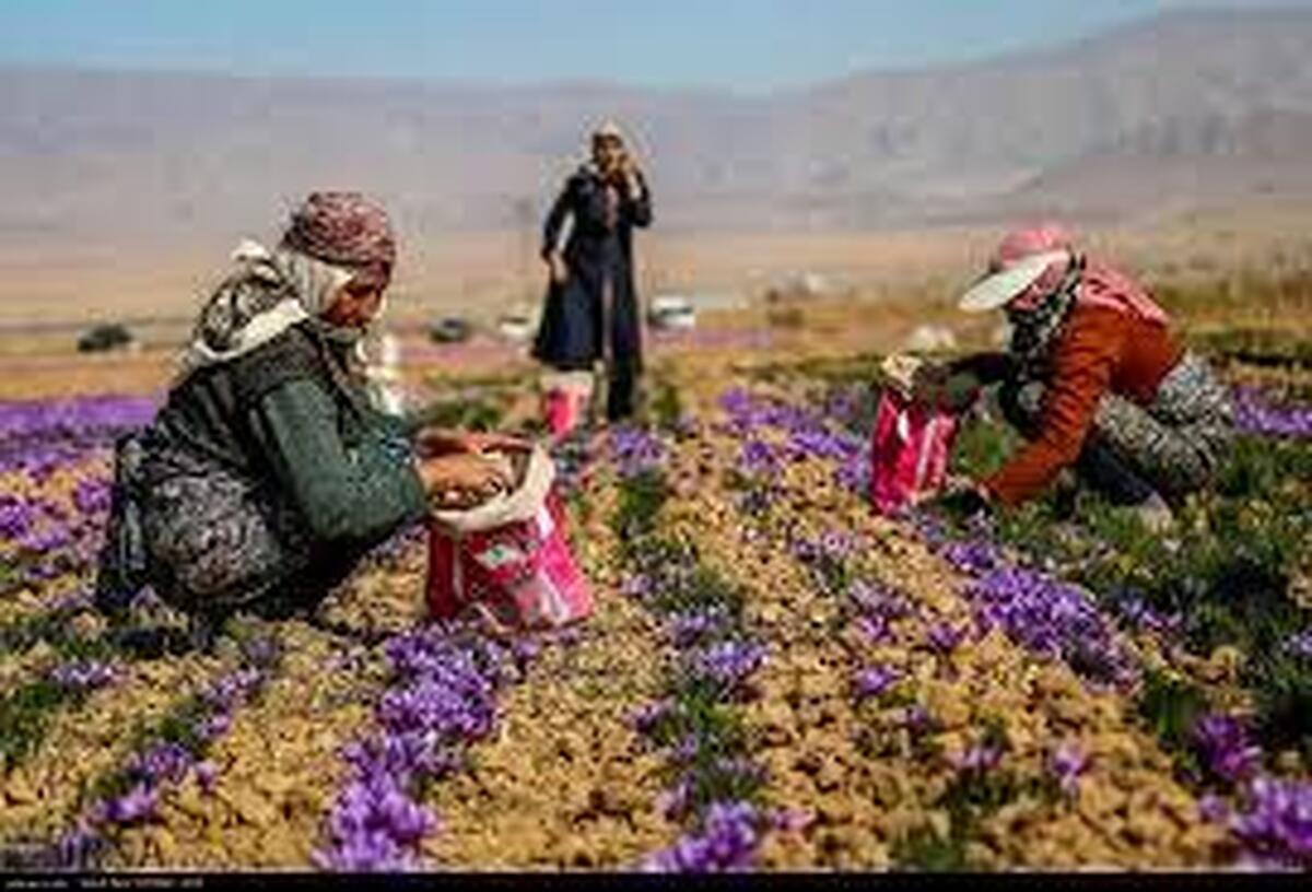 طالبان زعفران ایرانی را به نام خود زد