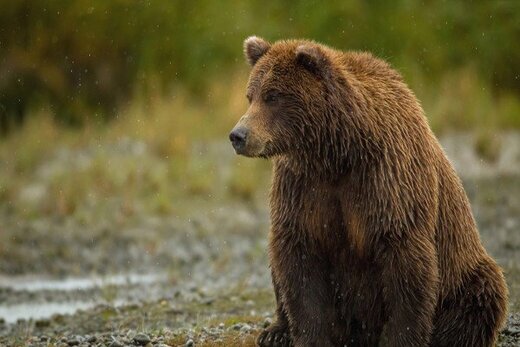 احوال پرسی دو خرس با بازدیدکنندگان باغ‌وحش+ویدئو