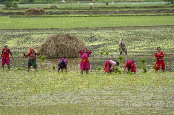 جشن کاشت برنج در نپال +تصاویر