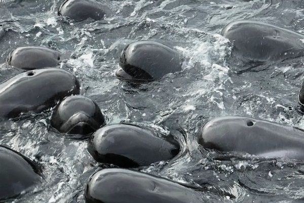 تصاویری از تلاش انسانی برای جلوگیری از خودکشی ۵۰ نهنگ در استرالیا