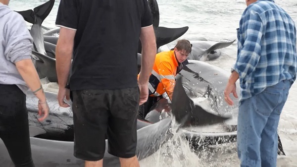 تصاویری از تلاش انسانی برای جلوگیری از خودکشی ۵۰ نهنگ در استرالیا