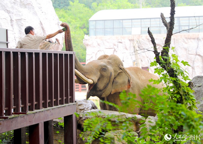 با این روش‌ها حیوانات باغ وحش چین خنک می‌شوند +تصاویر