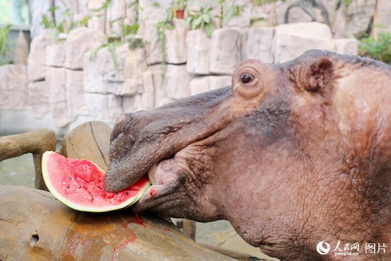 با این روش‌ها حیوانات باغ وحش چین خنک می‌شوند +تصاویر